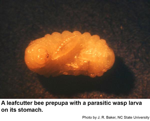Leafcutter bee prepupa